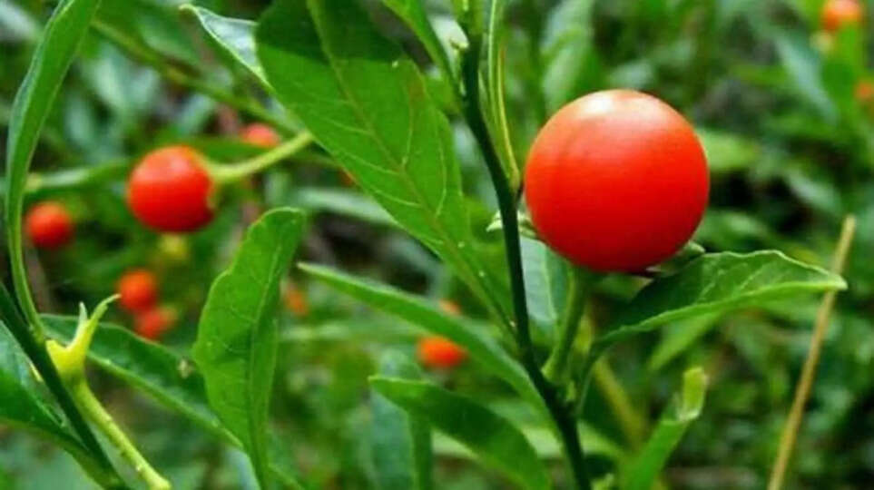 एमपी के इस गांव में किसान ऑर्गनिक खेती कर कमा रहे लाखों, प्रदेश में बनी एक अलग पहचान