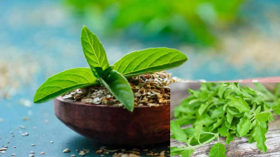 तुलसी की पत्तियों के चमत्कारी फायदे! सर्दी से लेकर त्वचा तक, जानिए इसकेअद्भुत फायदे