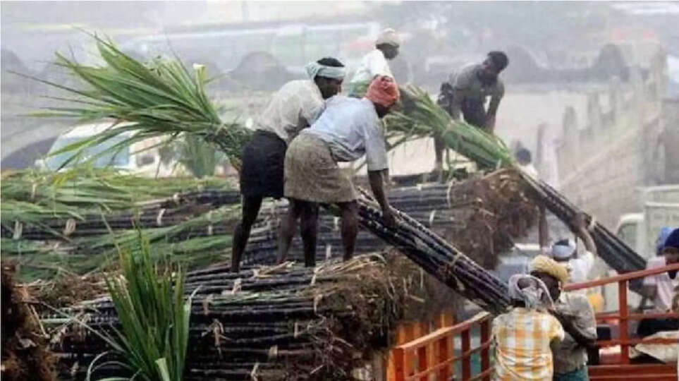 दिवाली से पहले किसानों को तोहफा, खट्टर सरकार ने बढ़ाए गन्ने के दाम, जानें बाकी राज्यों में क्या हैं रेट