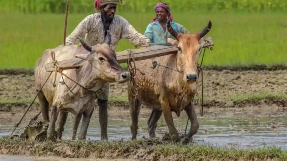 सीधी जिले किसान भाई रबी कृषि कार्य के लिए समय पर उर्वरकों का उठाव करें - उप संचालक कृषि
