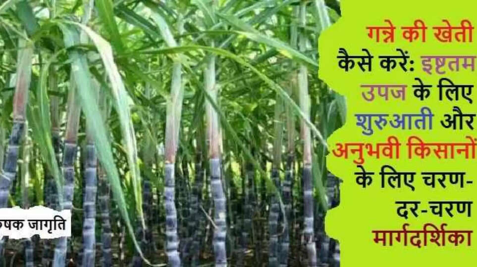 Sugarcane Farming in Hindi