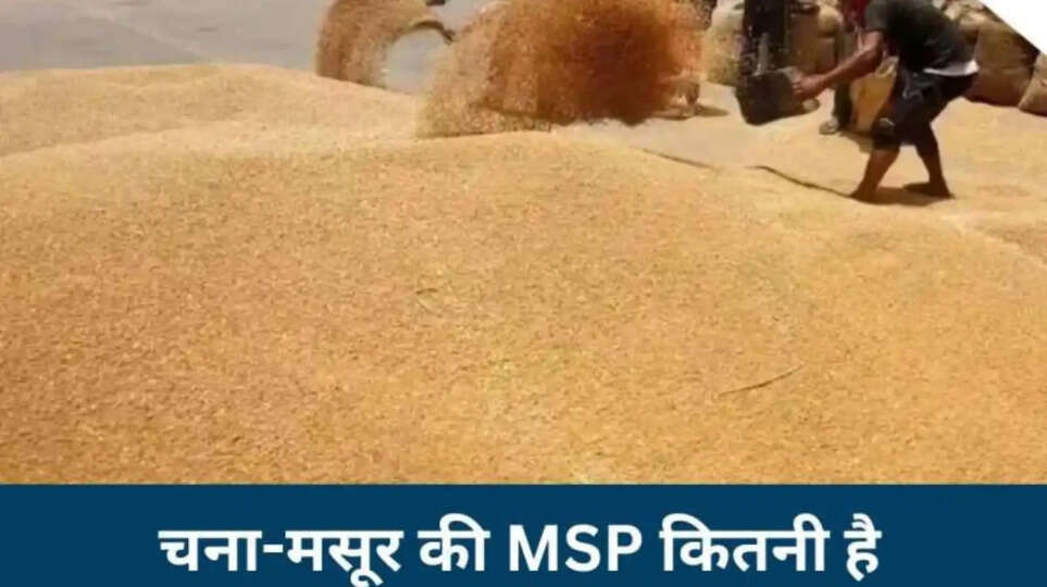 MP Chana Masoor Registration 2026, MP MSP Procurement, MP Wheat Gram Lentil MSP, मध्य प्रदेश चना मसूर पंजीयन तिथि, MP Government Crop Purchase.