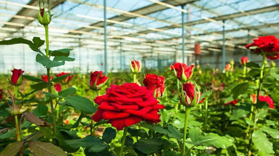 Rose Organic Farming in hindi