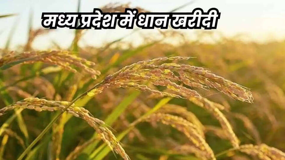 MP Dhan Kharidi 2025