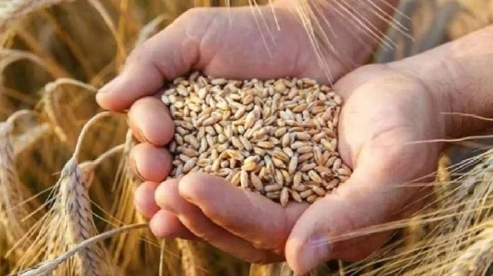 ​मध्यप्रदेश में गेहूं का भाव 2025